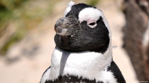 Cute won't cut it: many penguins are threatened with extinction